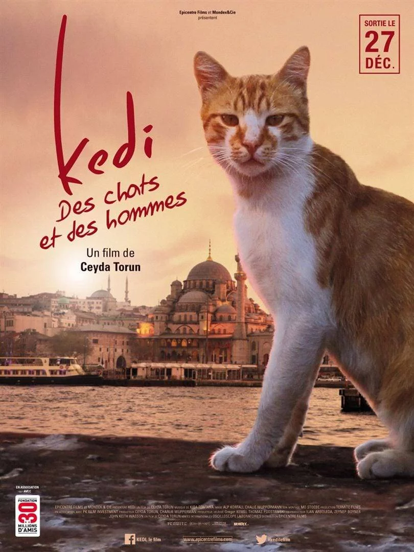 Kedi